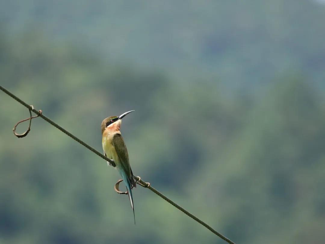 广东恩平七星坑保护区首次记录“中国最美小鸟”栗喉蜂虎
