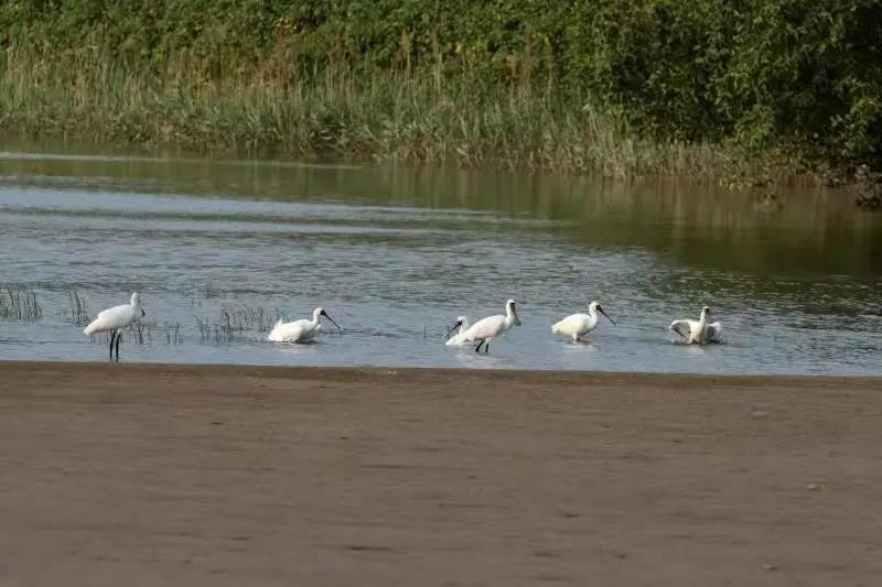 珠海横琴发现黑脸琵鹭、小灵猫等国家一级濒危物种