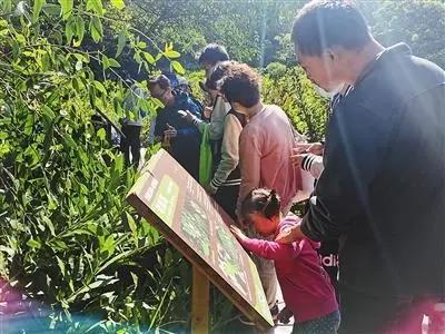 珠海淇澳红树林“鸟类大观园”向公众开放