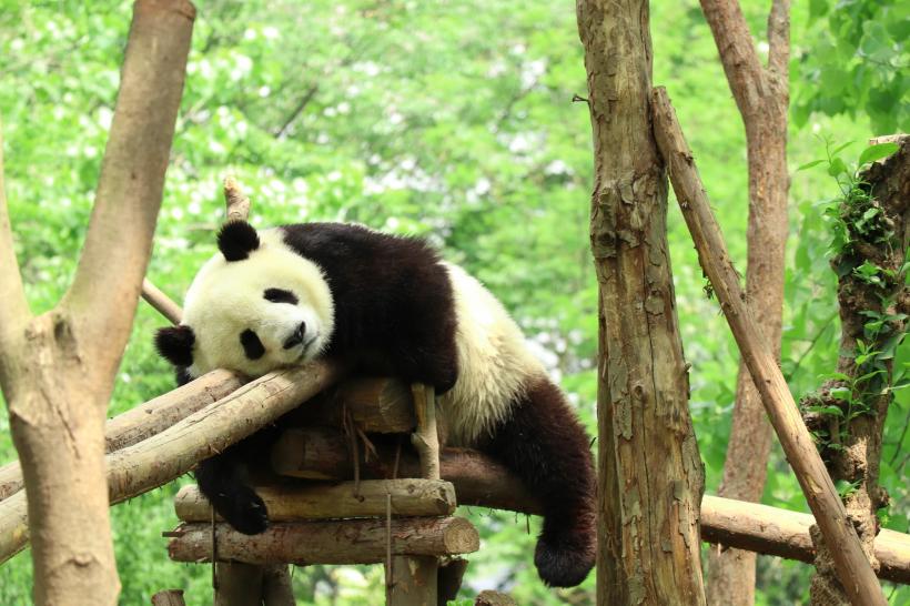 国家林草局部署推动大熊猫国家公园建设工作