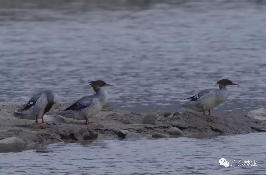 现场视频曝光！广东南岭地区首次发现中华秋沙鸭