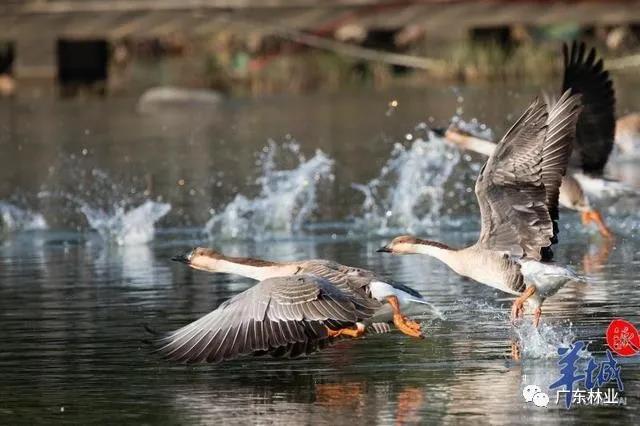 美！海珠湖上候鸟群飞