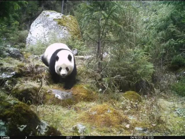 这里是大熊猫的“智能新家”