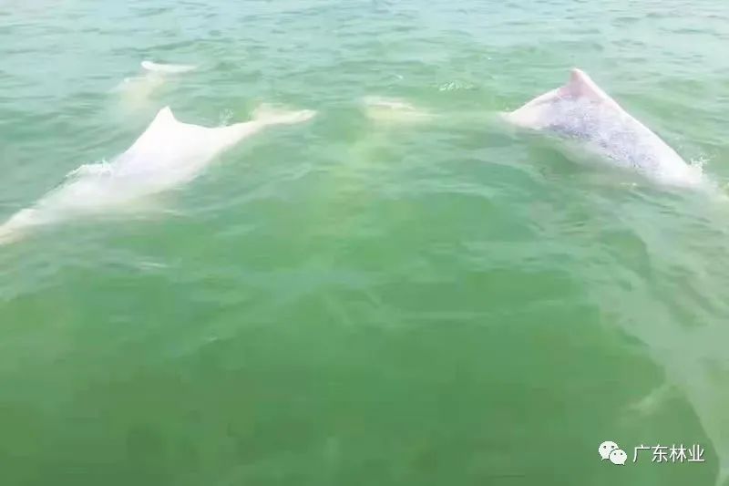 好运来！30只中华白海豚结队畅游广东雷州湾