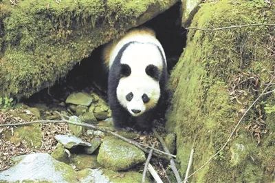 陕西太白林业局巡护监测偶遇野生大熊猫