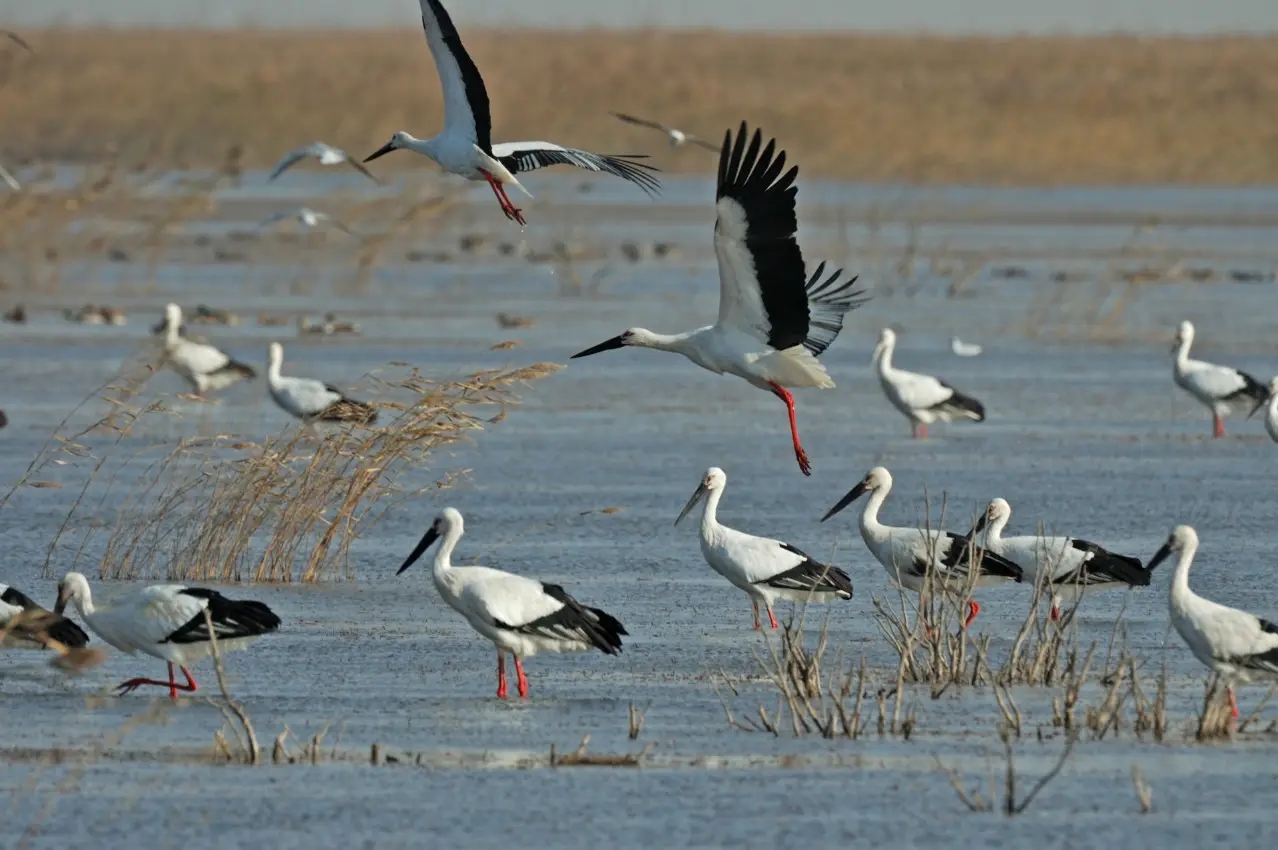 关于黄河口国家公园——黄河三角洲自然保护区如何进行湿地修复？